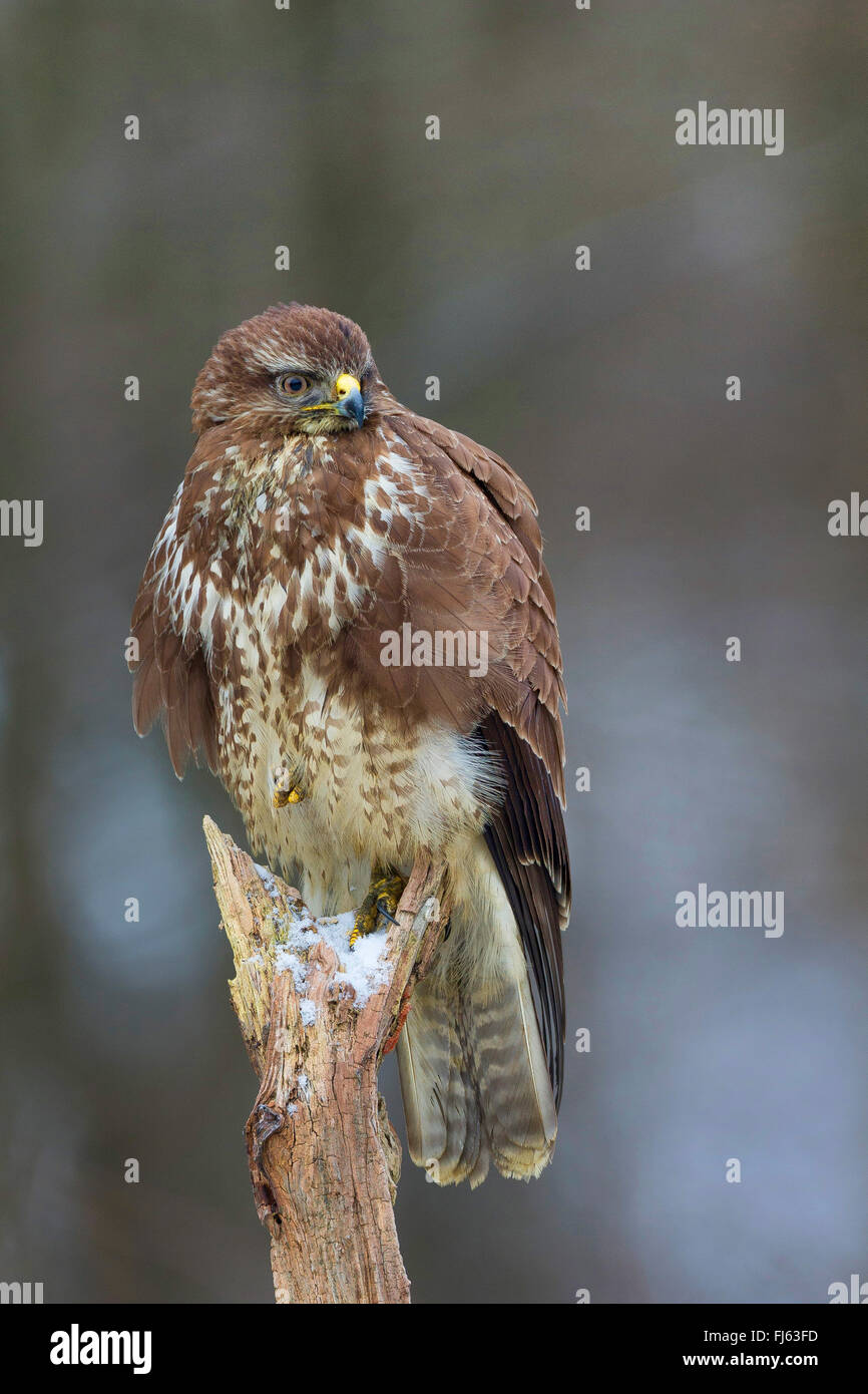 Eurasian buzzard (Buteo buteo), on a tree snag, Germany Stock Photo