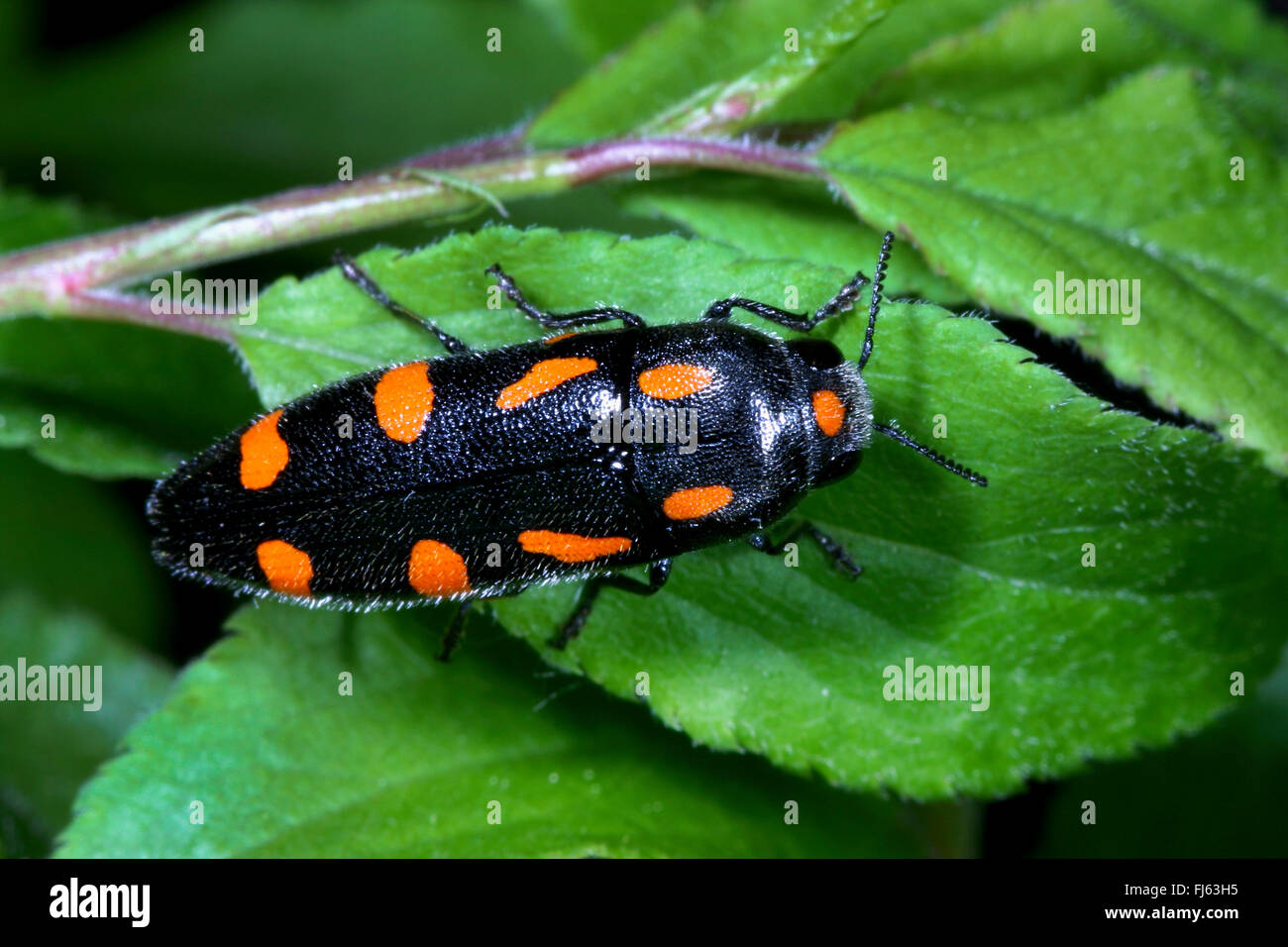 Splendour beetle (Ptosima undecimmaculata, Ptosima flavoguttata), sits on a leaf, Germany Stock Photo