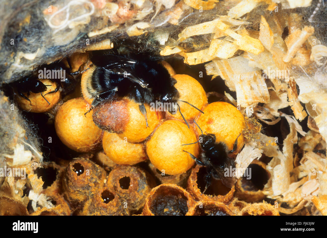 brown-banded carder bee (Bombus humilis), in its nest, Germany Stock Photo