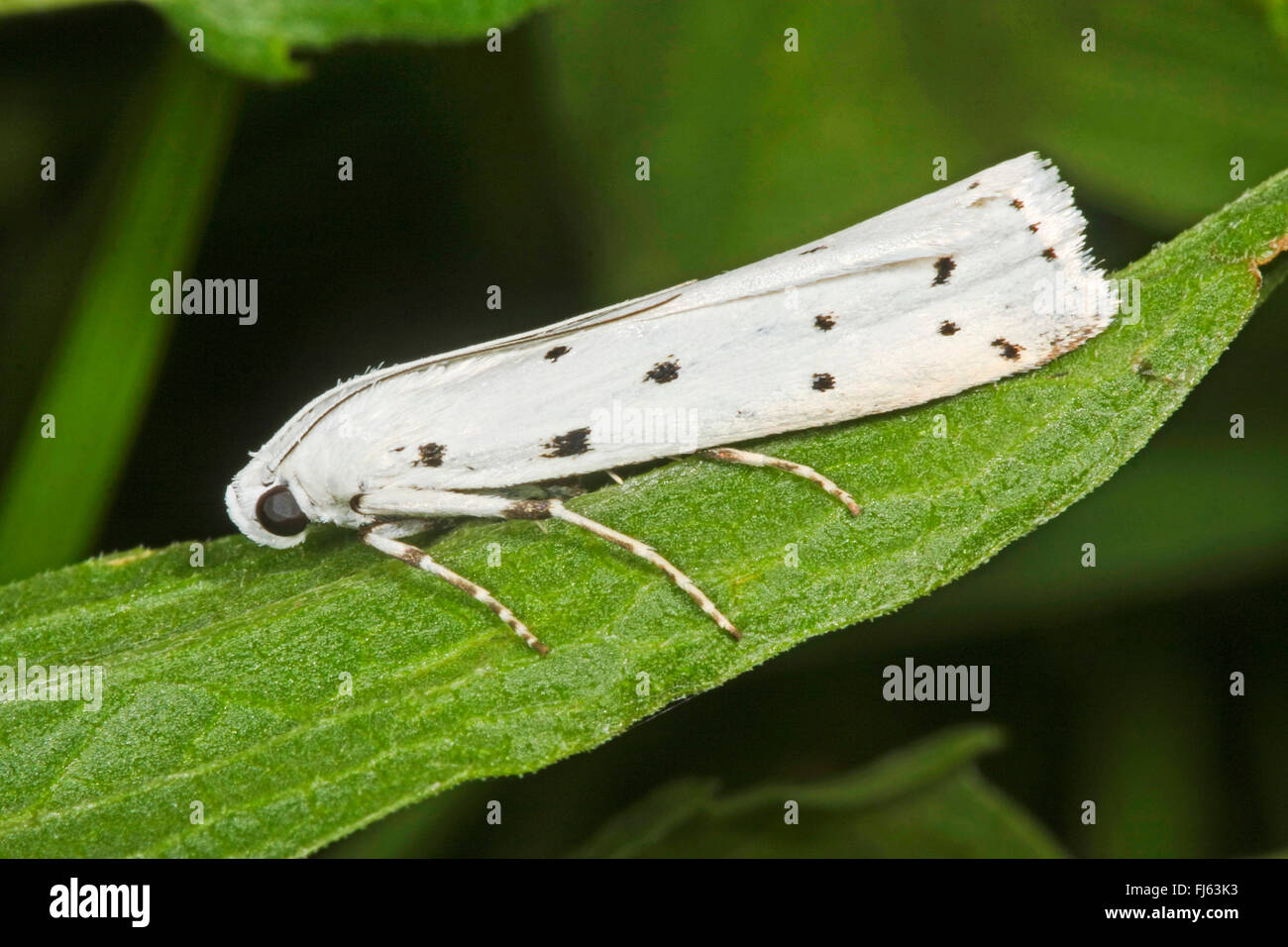 Speckled footman (Coscinia cribraria), sits on a leaf, Germany Stock Photo