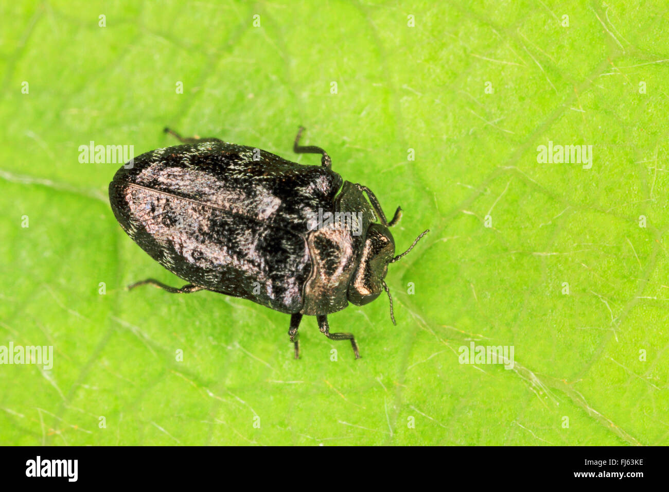 Metalic wood-boring beetle (Trachys minutus), sits on a leaf, Germany Stock Photo