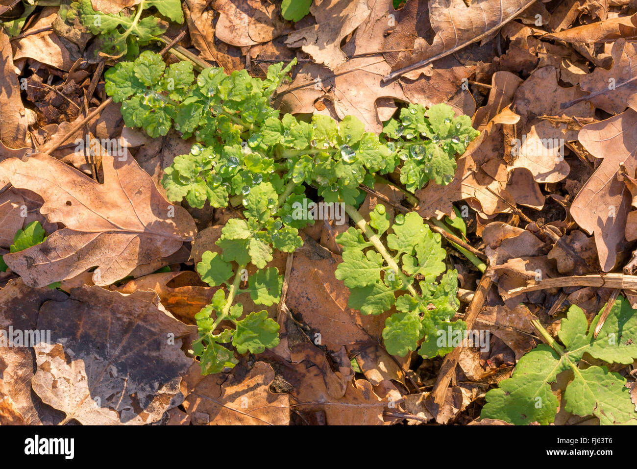 Chelidonium majus, also called greater celandine or tetterwort with rain drops in the forest Stock Photo