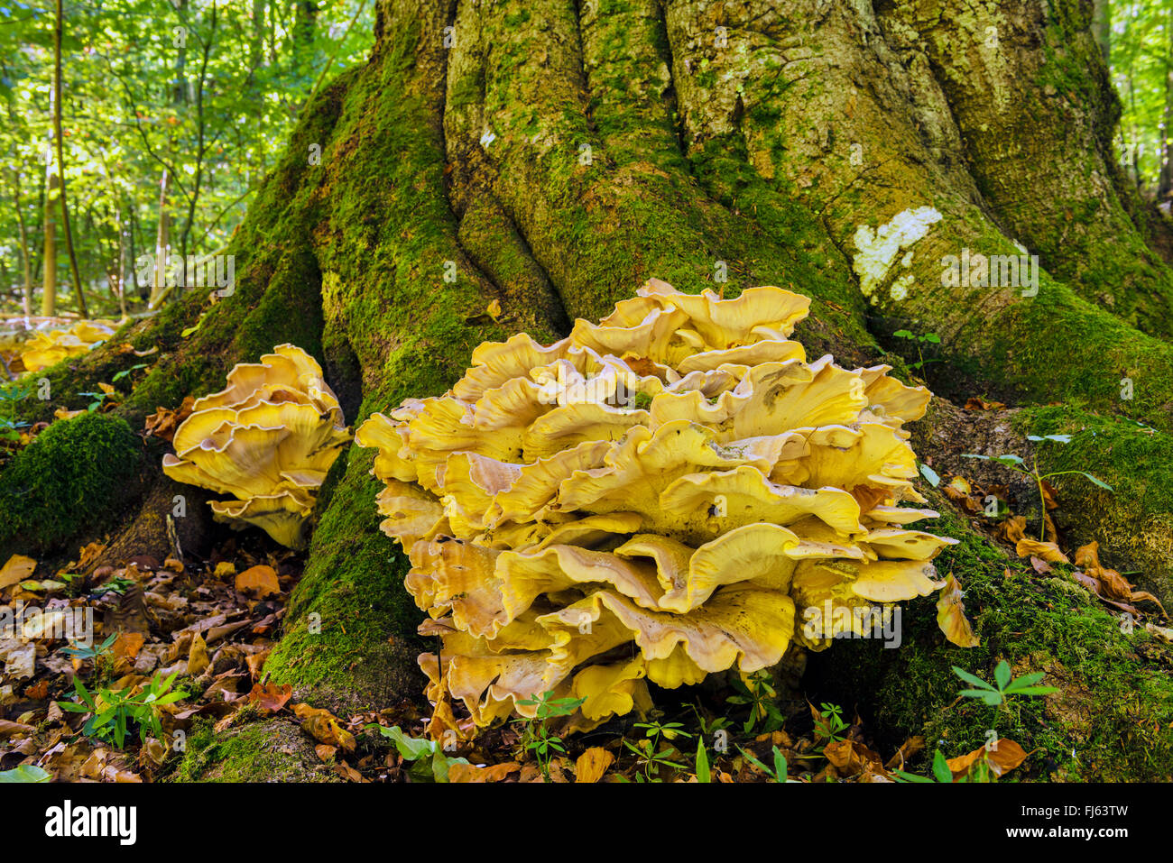 giant polypore (Meripilus giganteus), on a trunk, Germany, North Rhine ...