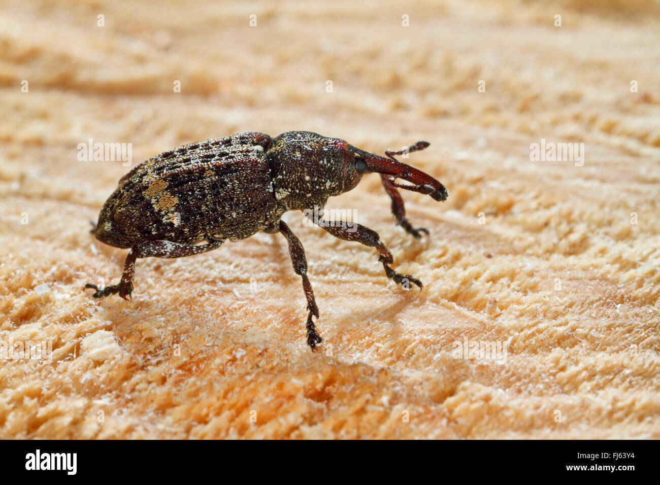 European silver fir weevil (Pissodes piceae), on wood, Germany Stock Photo