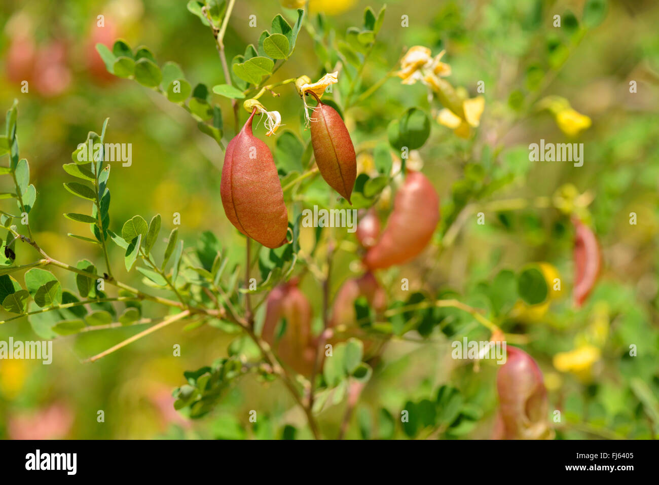 bladder senna, bladder-senna (Colutea arborescens), fruits, Germany, Baden-Wuerttemberg Stock Photo