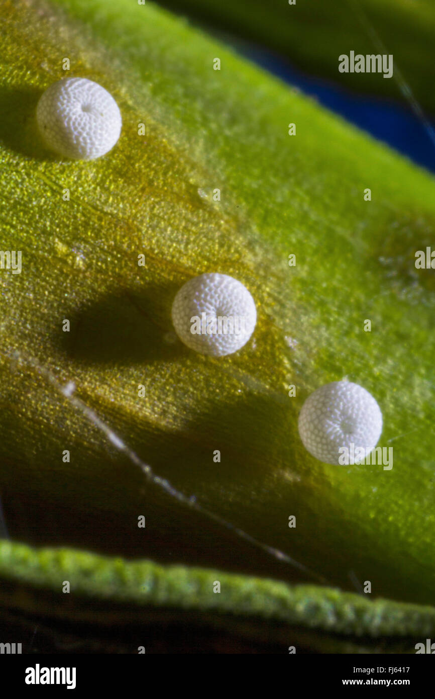 Alcon Blue, Alcon Large Blue (Phengaris alcon), butterfly eggs on marsh ...