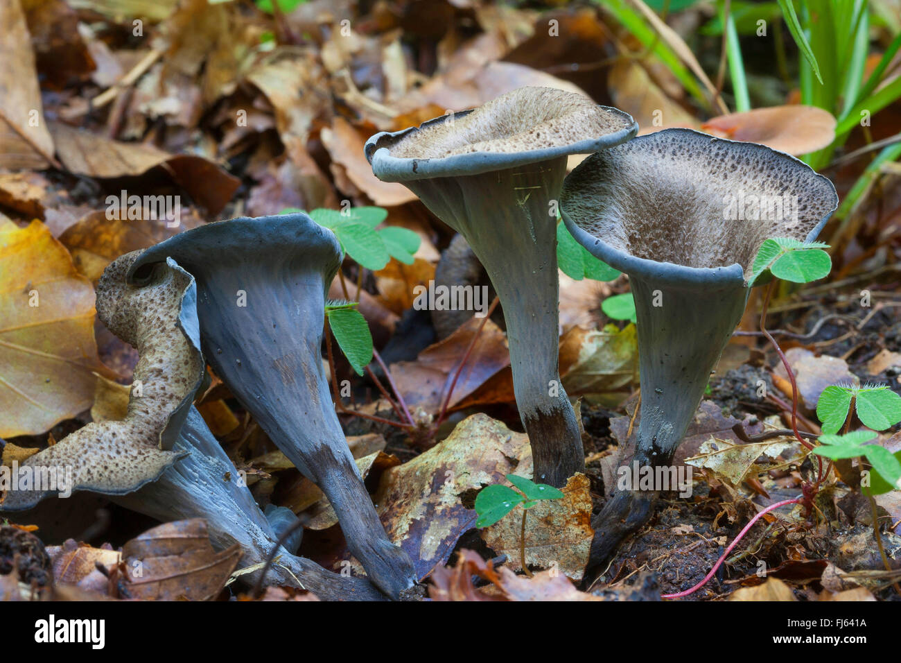 Horn of plenty, Black Trumpet, Black chanterelle (Craterellus