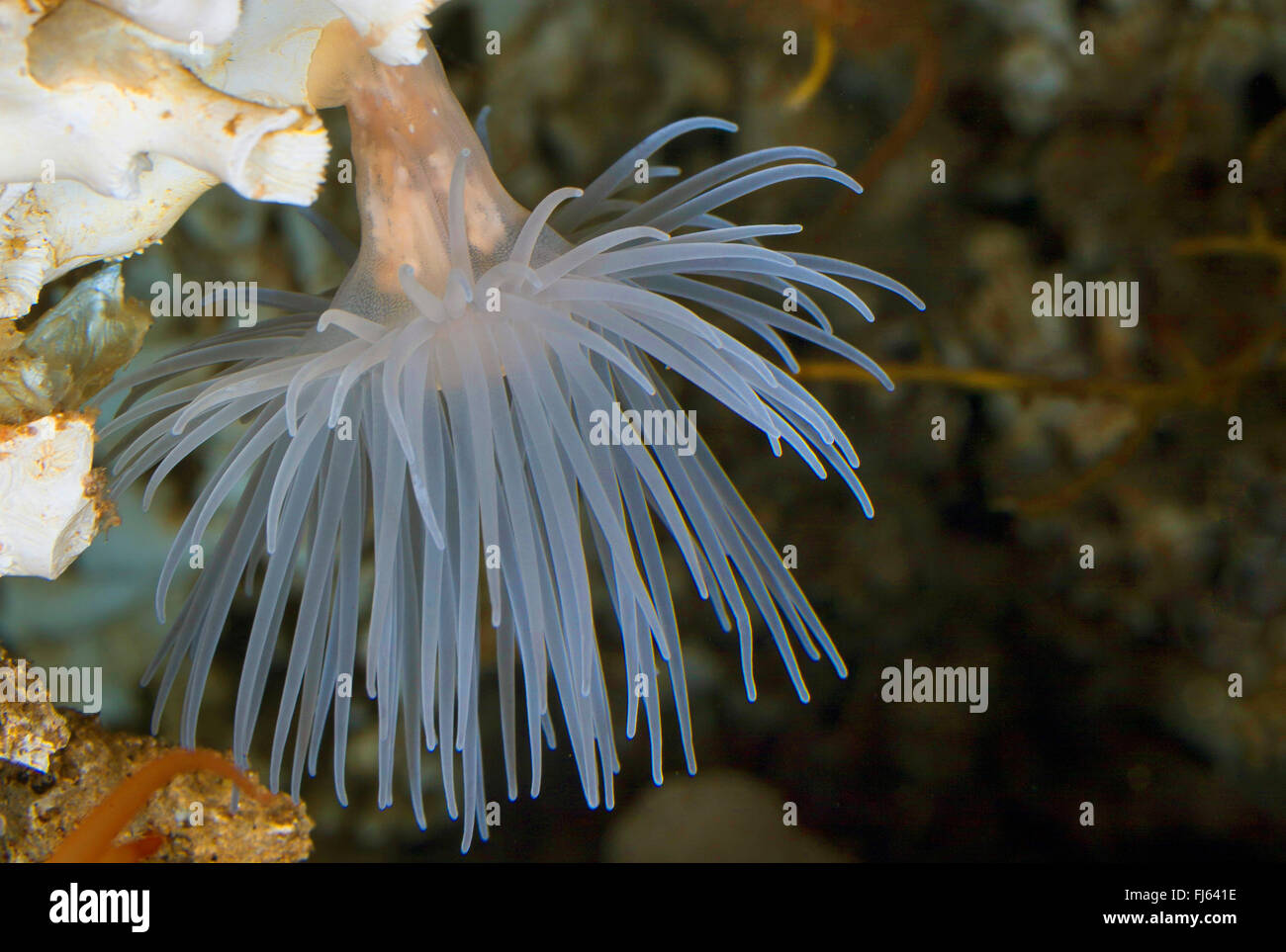 sea anemone (Protanthea simplex), at a coral Stock Photo