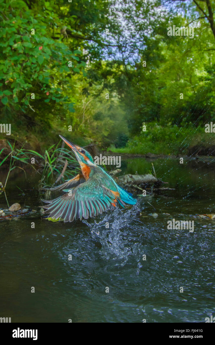 river kingfisher (Alcedo atthis), female, starting from a small river after unsuccessful hunting , Germany, Bavaria, Isental Stock Photo