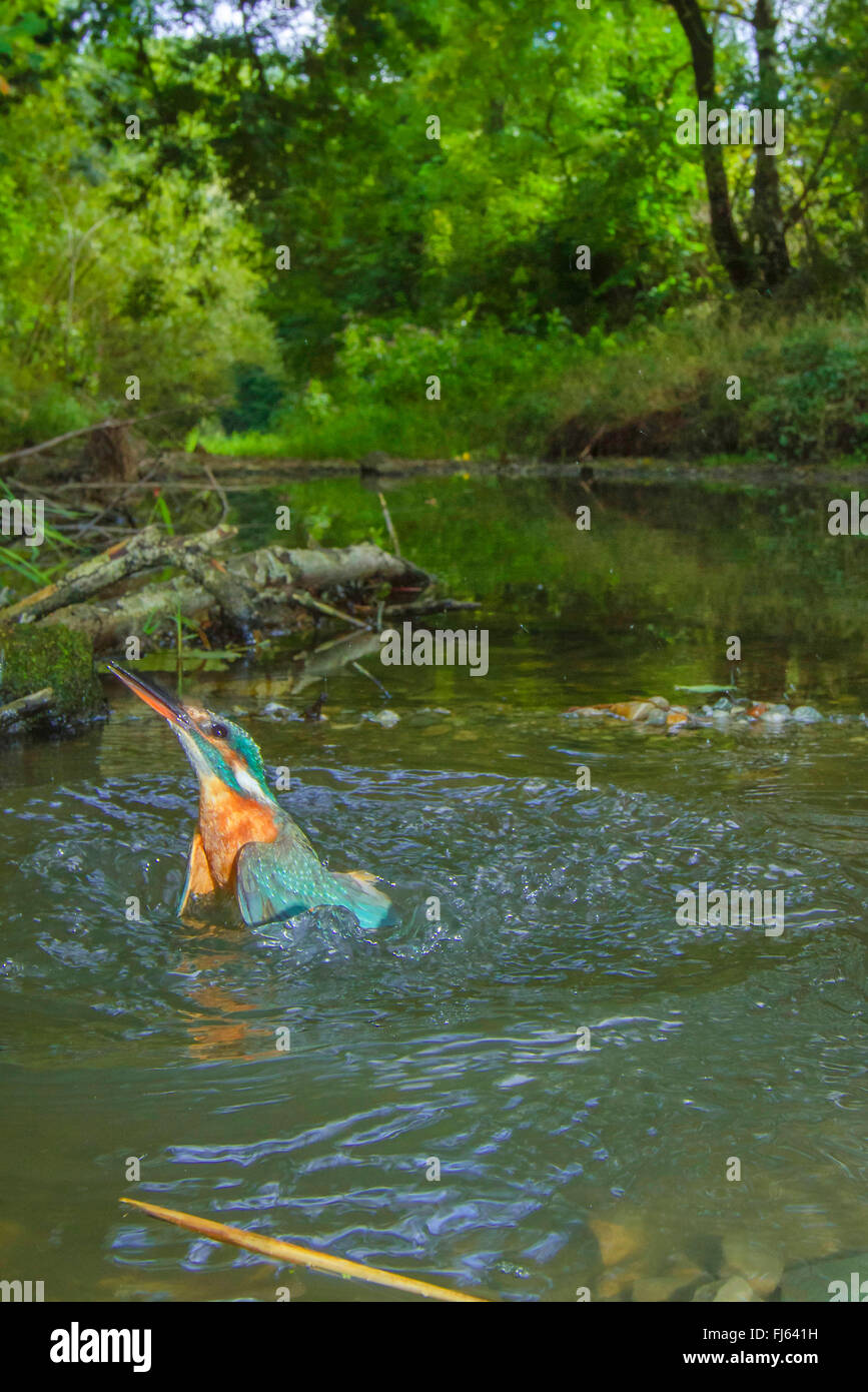 river kingfisher (Alcedo atthis), female, emerging from a small river after unsuccessful hunting , Germany, Bavaria, Isental Stock Photo