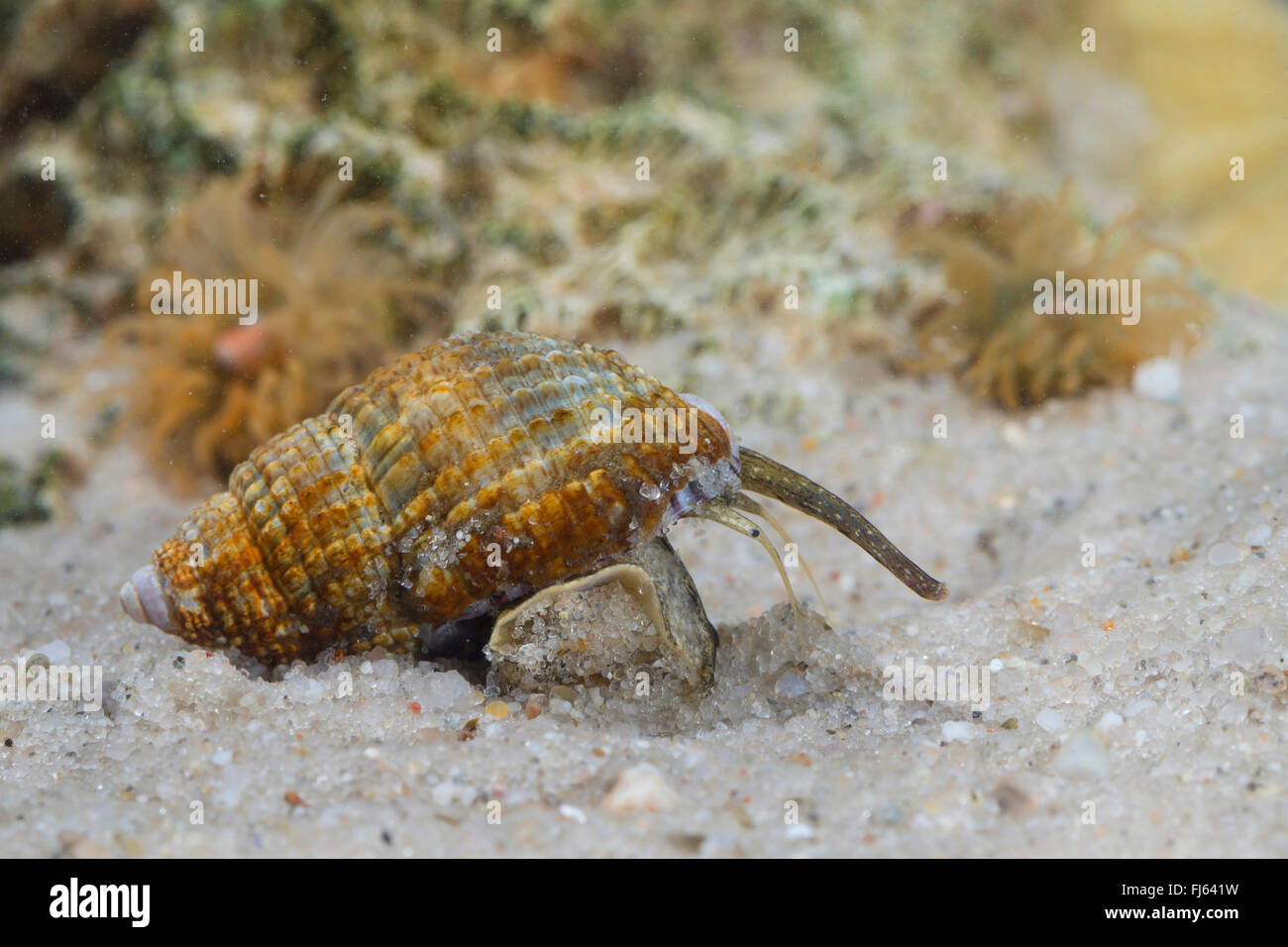 netted nassa, netted dogwhelk (Nassarius reticulatus, Nassarius reticulata, Hinia reticulata), on the ground Stock Photo