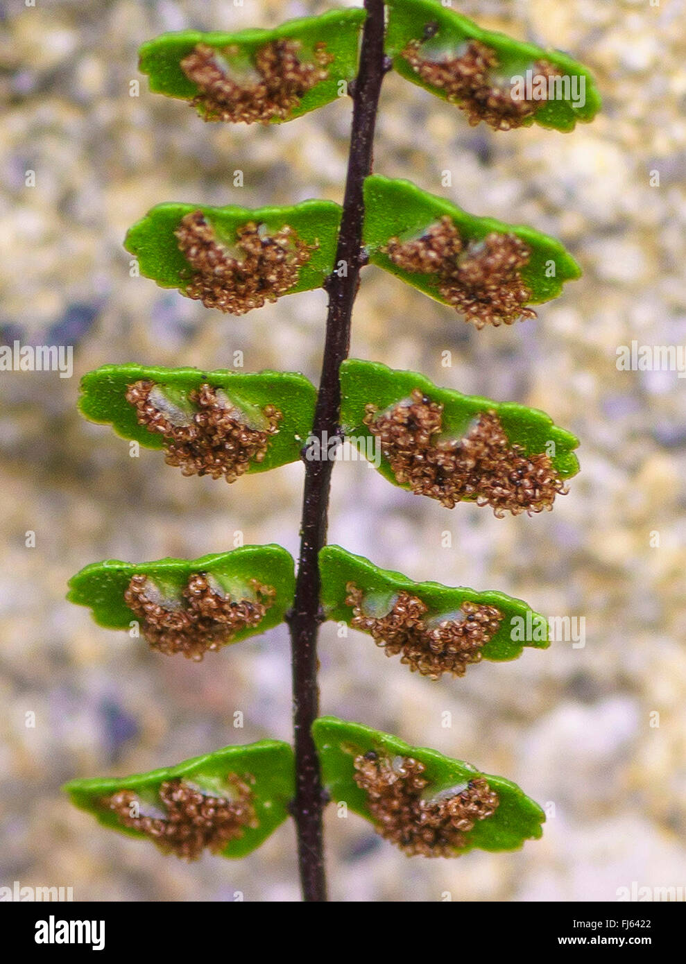 Maidenhair spleenwort, Common maidenhair (Asplenium trichomanes), underside of leaves with sor, Austria, Tyrol Stock Photo