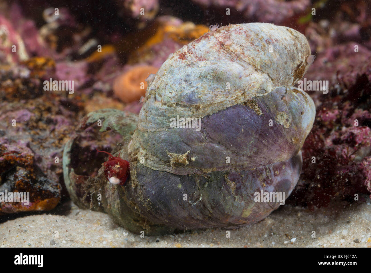 Common atlantic slippersnail hires stock photography and images Alamy