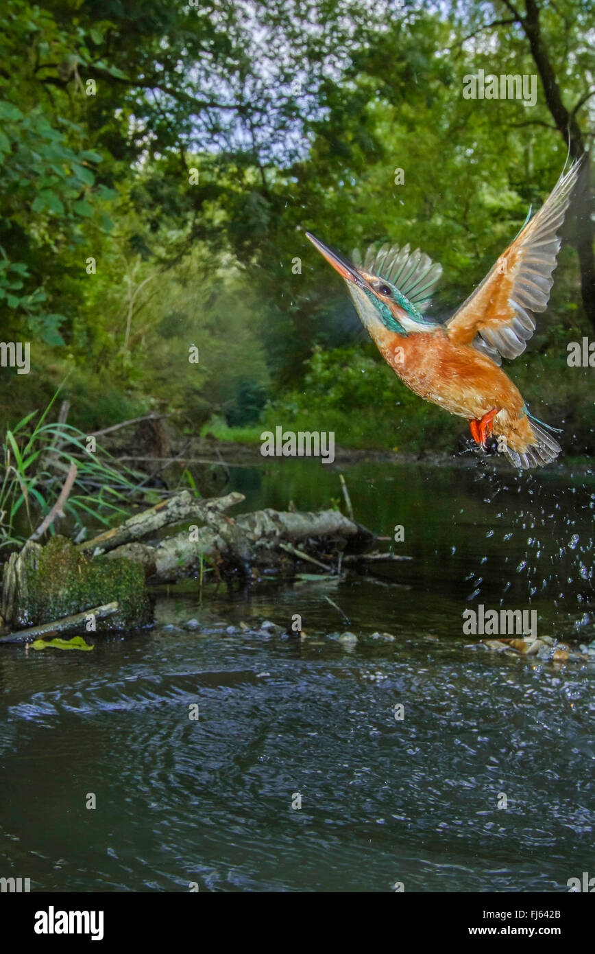 river kingfisher (Alcedo atthis), female, starting from a small river after unsuccessful hunting , Germany, Bavaria, Isental Stock Photo