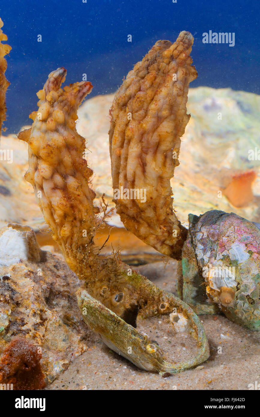 Stalked Sea Squirt, Asian sea squirt, rough sea squirt, leathery sea squirt, folded sea squirt (Styela clava), on a mussel Stock Photo
