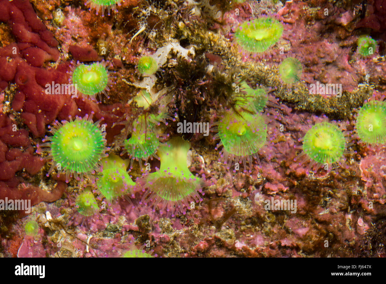Green jewel anemone (Corynactis viridis), colony on a stone Stock Photo