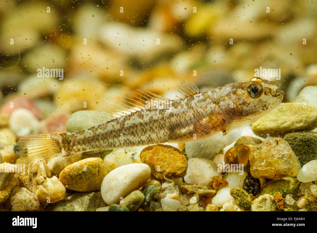 marble goby (Oxyeleotris marmorata, Eleotris marmorata), juvenile Stock Photo