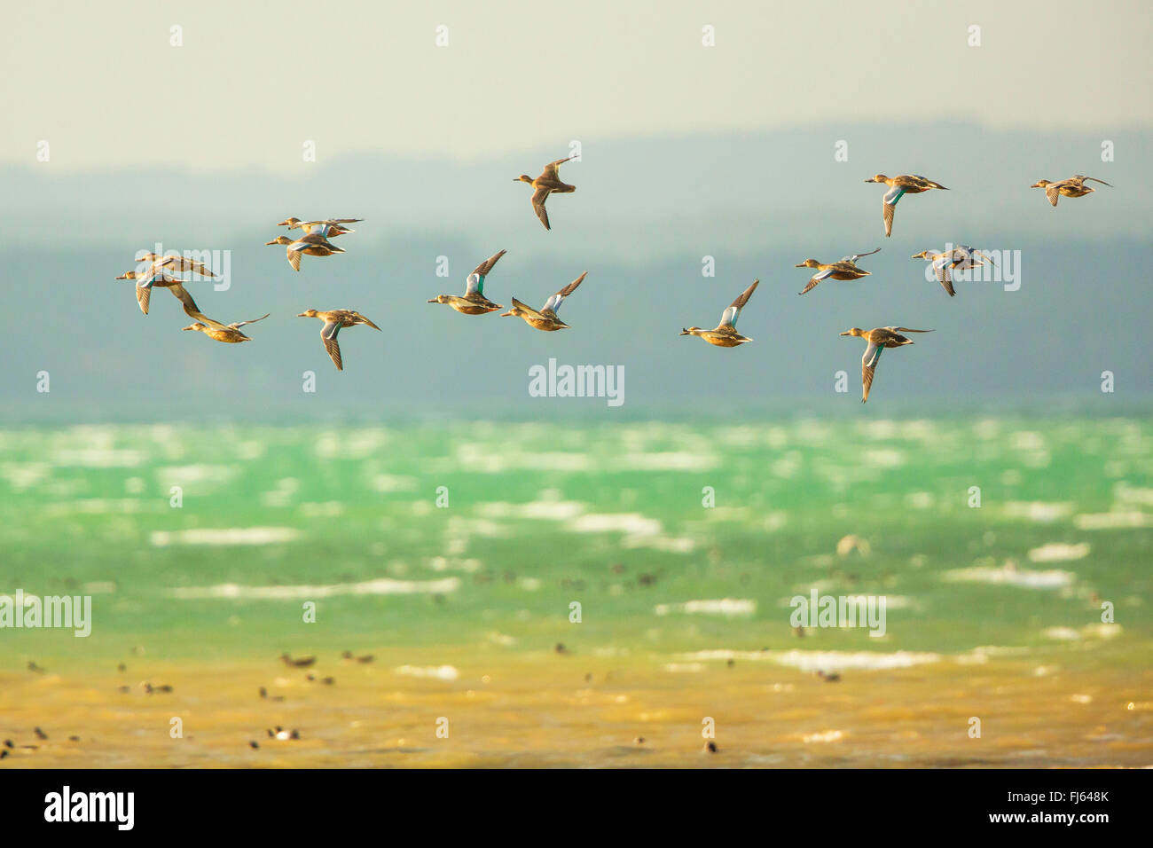 northern shoveller (Anas clypeata), flying flock of females, Germany, Bavaria, Lake Chiemsee Stock Photo