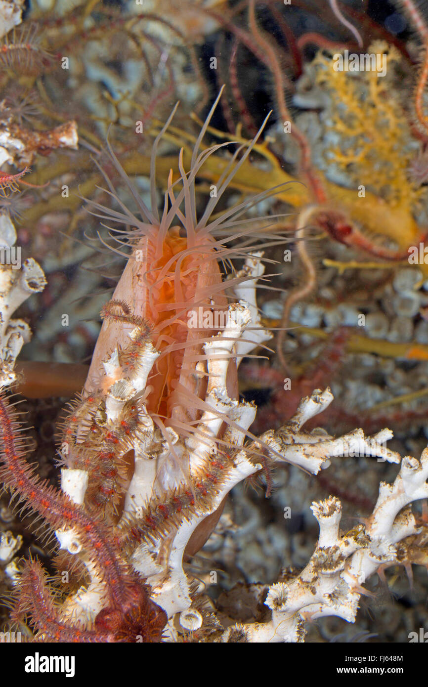 European Giant File Clam, large clam (Acesta excavata, Lima excavata, Ostrea excavata), with coral Stock Photo