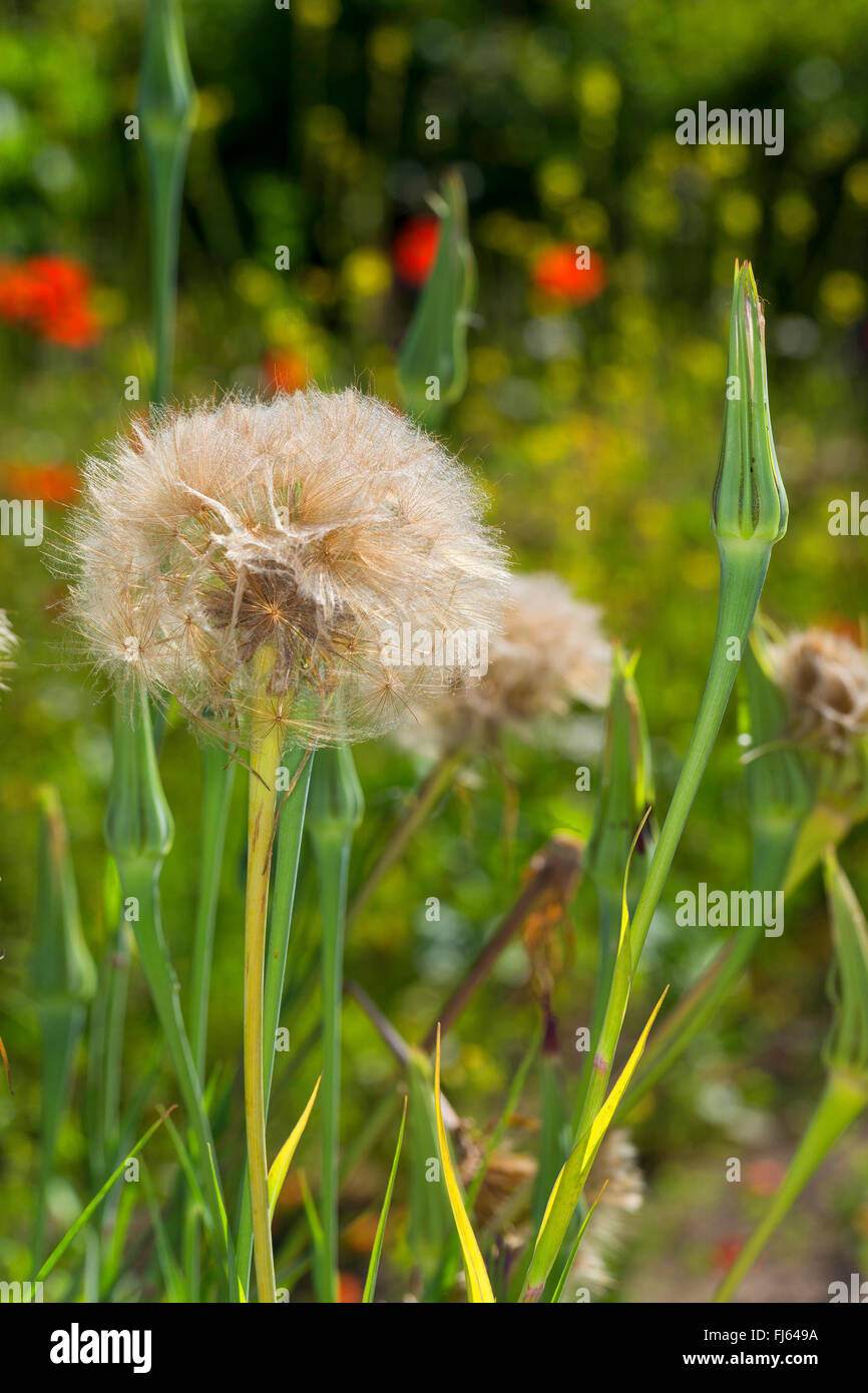 Purple salsify, Common salsify, Oyster plant, Vegetable oyster