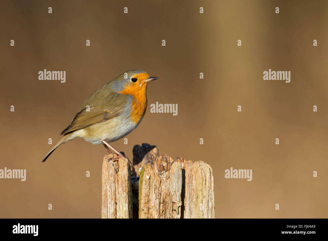 European robin (Erithacus rubecula), sitting on a fencing post, side view, Germany Stock Photo