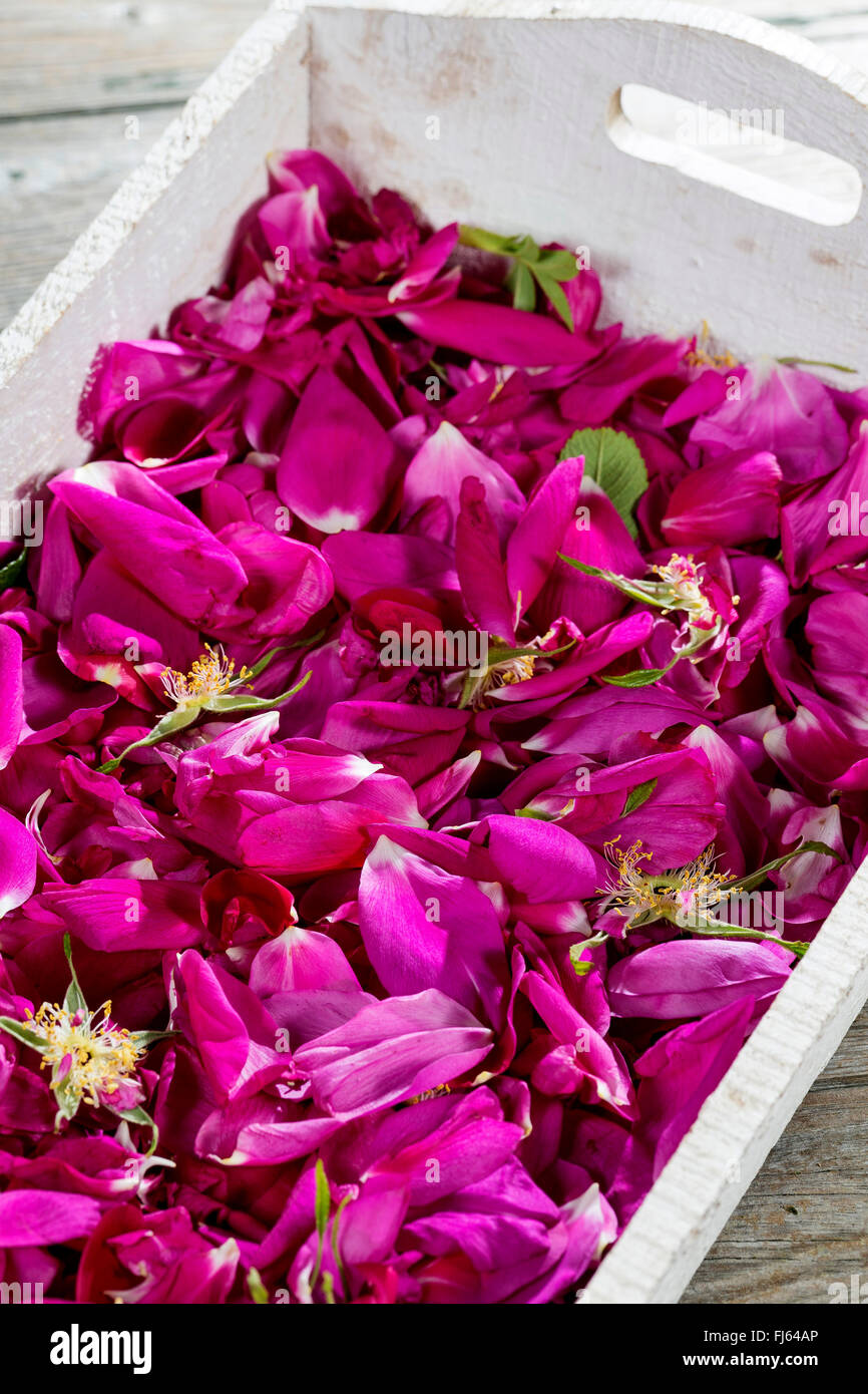 Rugosa rose, Japanese rose (Rosa rugosa), collected rose petals, are dried for rose tea, Germany Stock Photo
