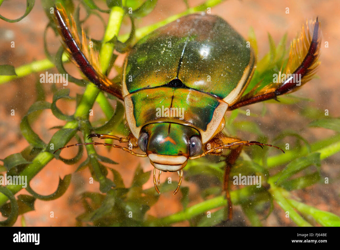 Thickhorned Dytiscus (Dytiscus dimidiatus), male, Germany Stock Photo