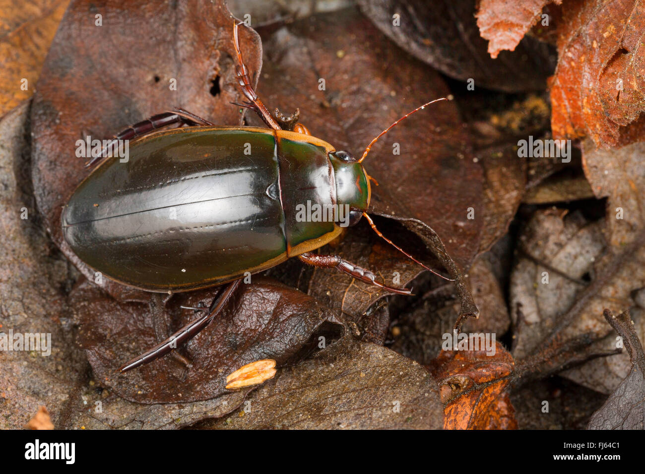 Thick-horned Dytiscus (Dytiscus dimidiatus), male, Germany Stock Photo