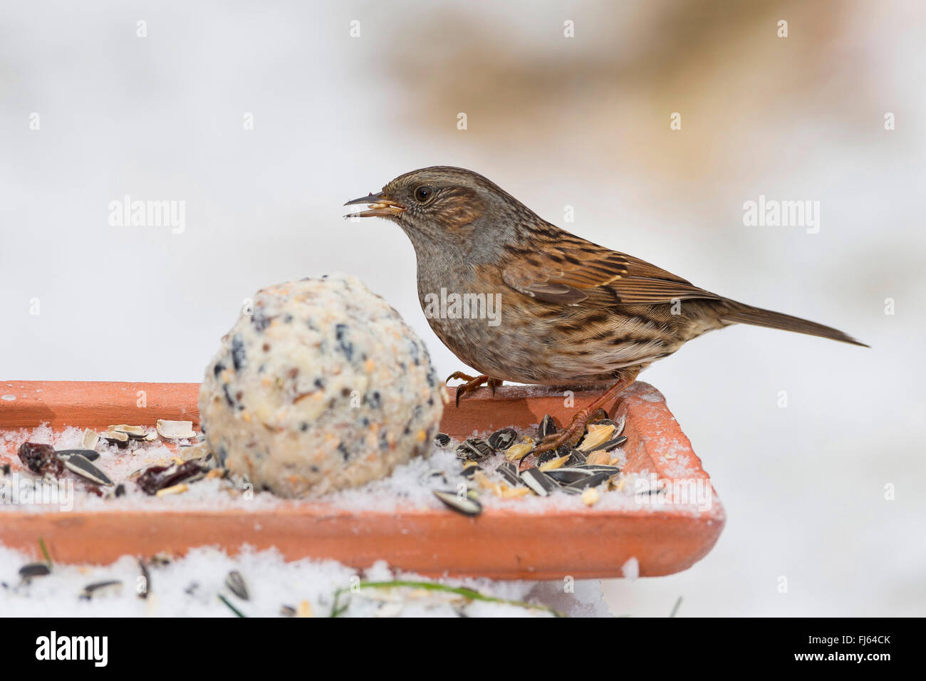 dunnock (Prunella modularis), feeding handmade fat feed in the snow, side view on the ground, Germany Stock Photo