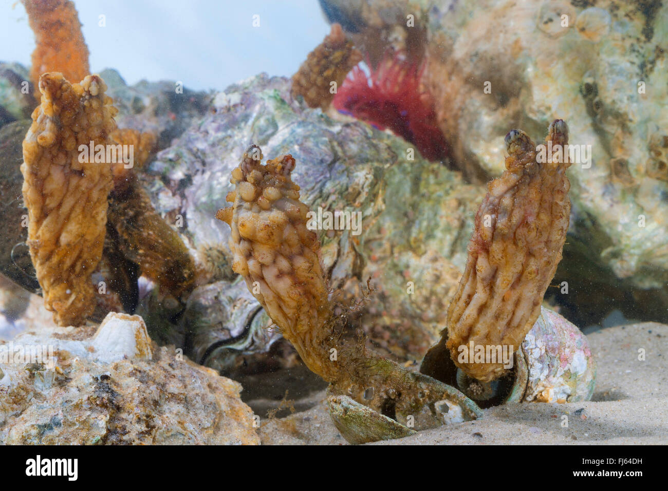 Stalked Sea Squirt, Asian sea squirt, rough sea squirt, leathery sea squirt, folded sea squirt (Styela clava), colony Stock Photo