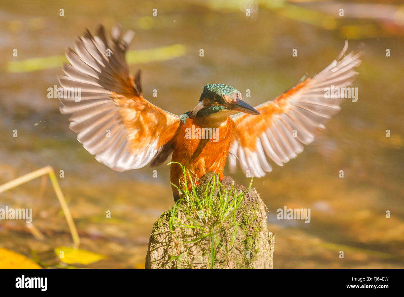 river kingfisher (Alcedo atthis), female landing on a dead log in a river, Germany, Bavaria, Isental Stock Photo
