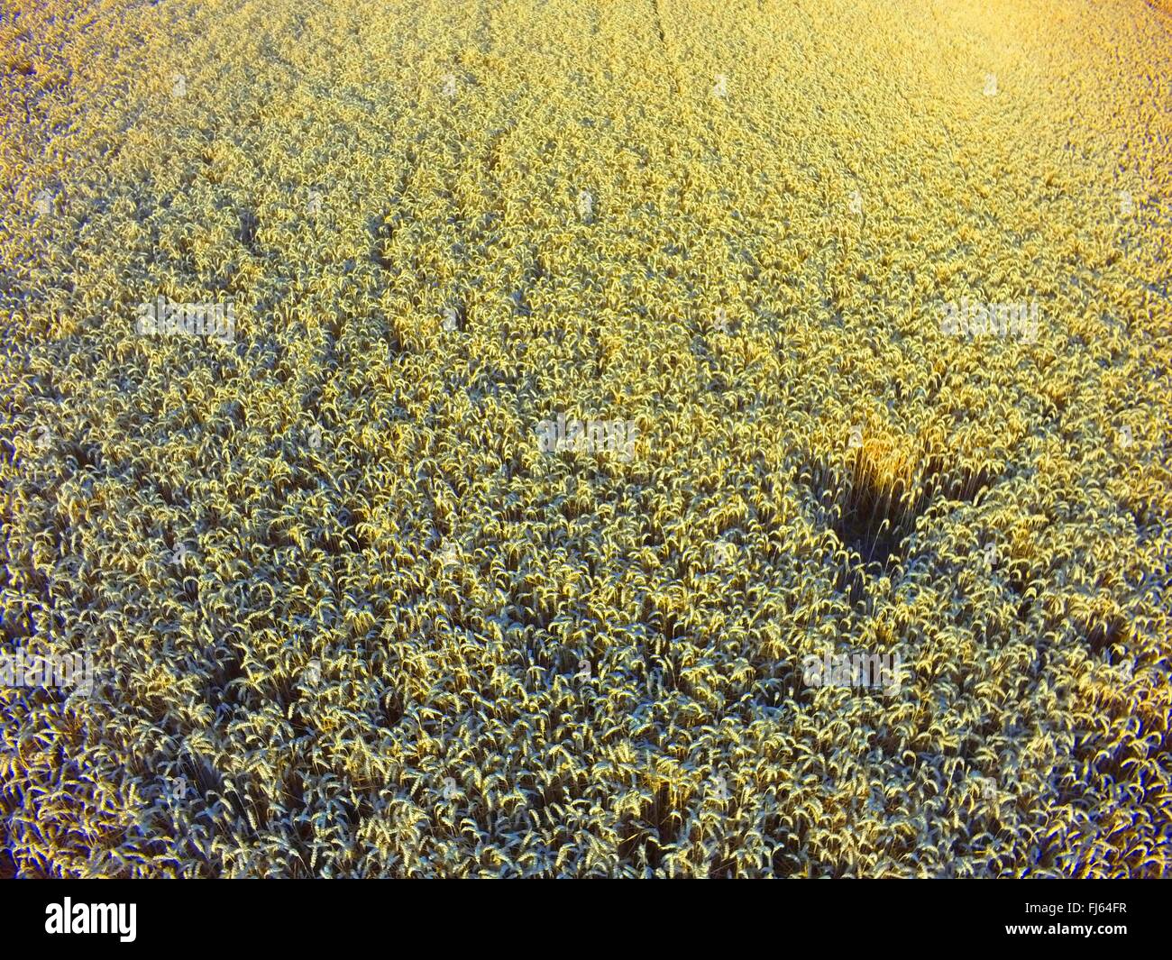 mature wheat field, air photo, 23.07.2015, aerial view , Germany, Baden-Wuerttemberg, Odenwald Stock Photo