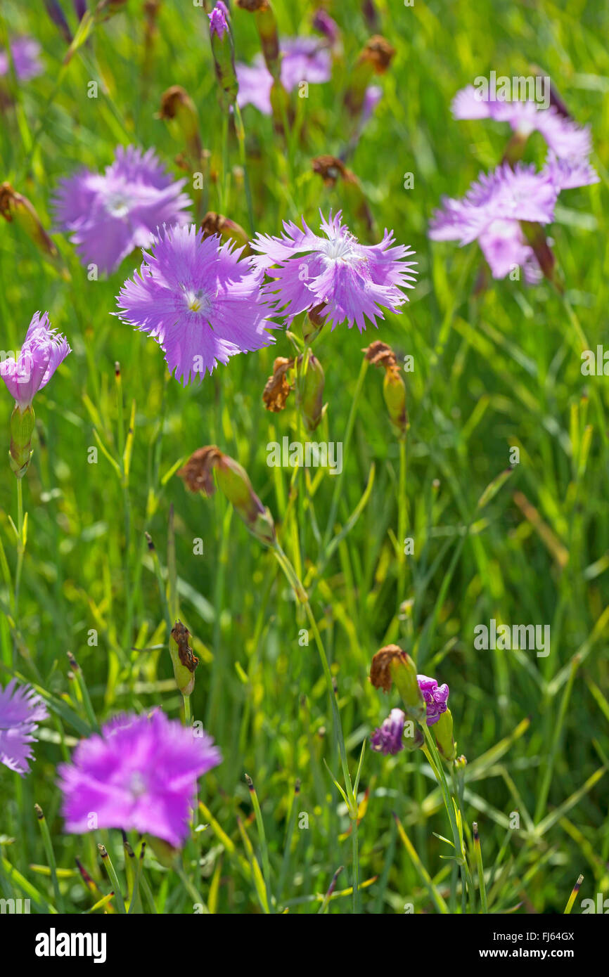 Feathered Pink, Cottage pink (Dianthus plumarius), blooming, Germany Stock Photo