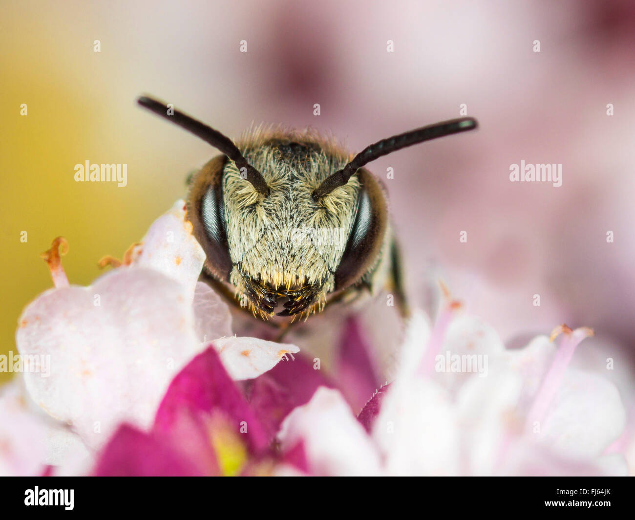 brood parasitic bees (Coelioxys echinata), Female foraging on Oregano (Origanum vulgare), Germany Stock Photo