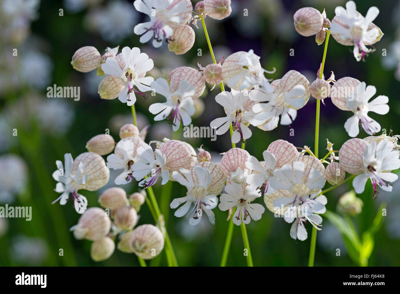 bladder campion, maiden's tears (Silene vulgaris), blooming, Germany Stock Photo