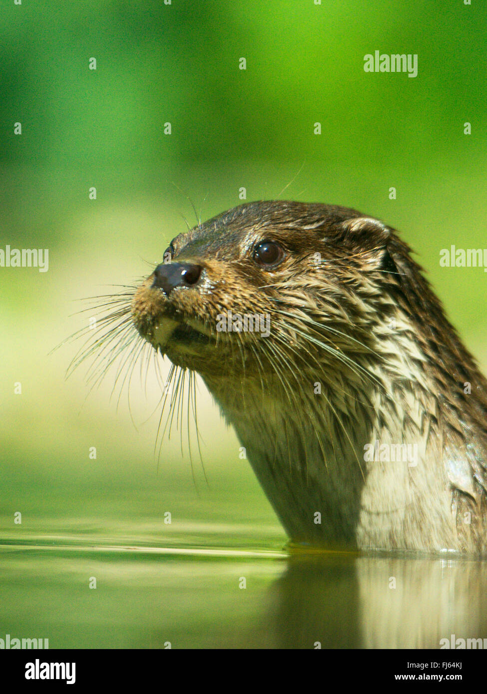 European river otter, European Otter, Eurasian Otter (Lutra lutra), portrait, Germany Stock Photo