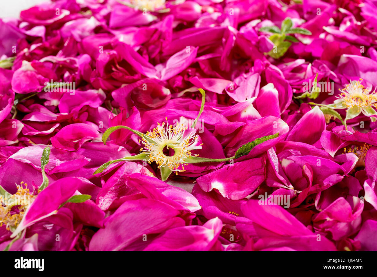 Rugosa rose, Japanese rose (Rosa rugosa), collected rose petals, are dried for rose tea, Germany Stock Photo