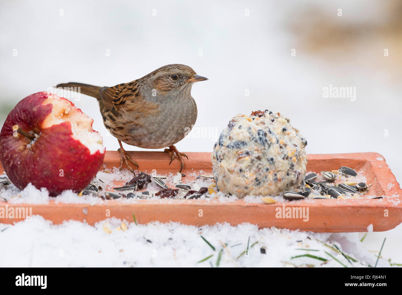dunnock (Prunella modularis), feeding handmade birdfeed in the snow, apple and fat ball, Germany Stock Photo
