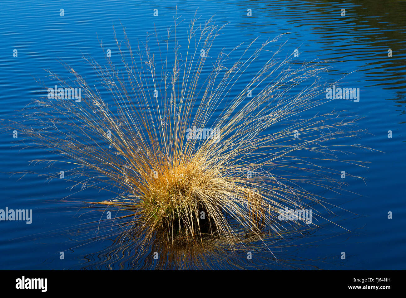purple moor-grass (Molinia caerulea), in a mire pond, Germany Stock Photo