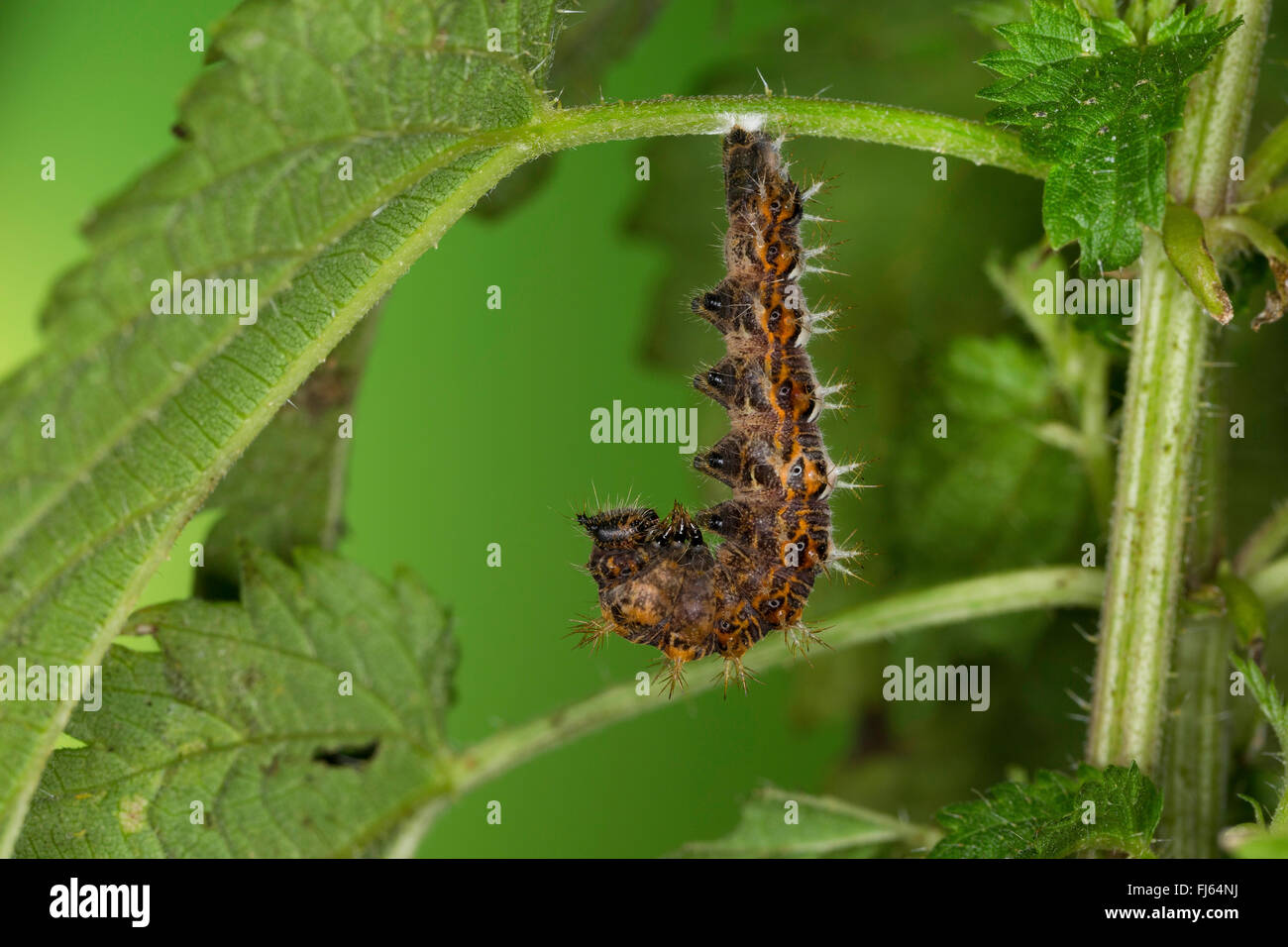 comma (Polygonia c-album, Comma c-album, Nymphalis c-album), caterpillar pupating, Germany Stock Photo