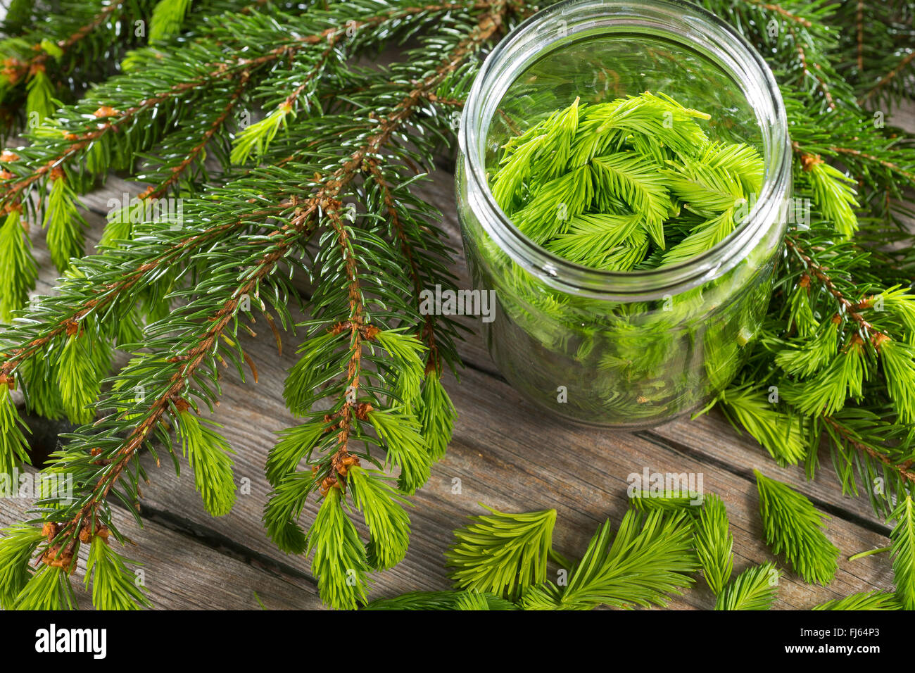 Norway spruce (Picea abies), young sproots in a preserving jar, Germany Stock Photo