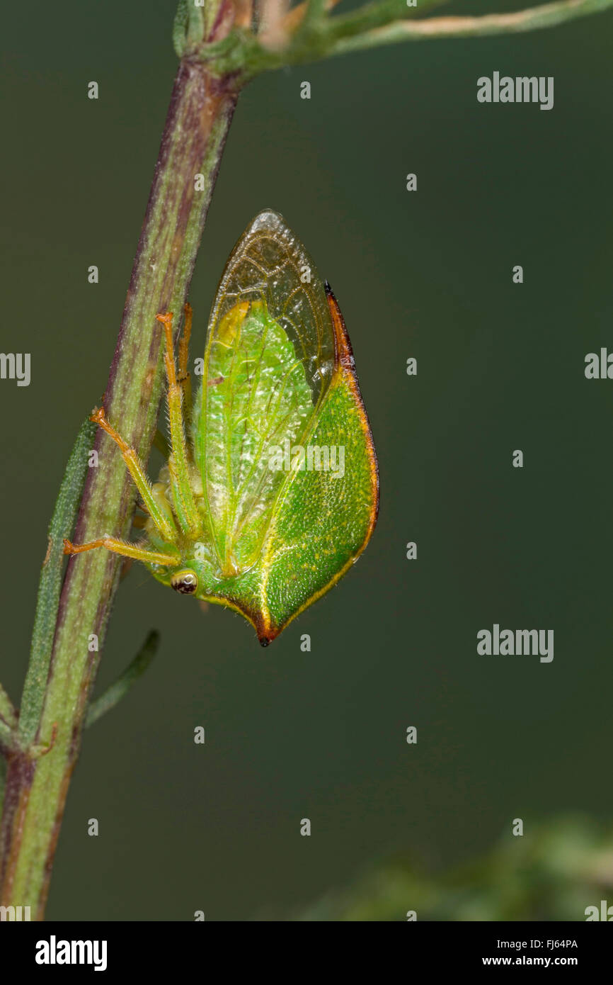 Buffalo treehopper (Stictocephala bisonia, Ceresa bisonia), at a stem ...