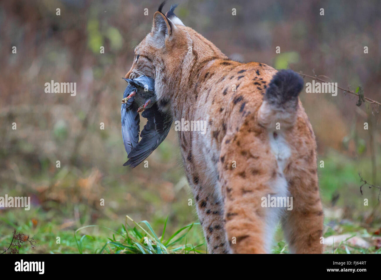 Eurasian lynx (Lynx lynx), carries a caught dove Stock Photo