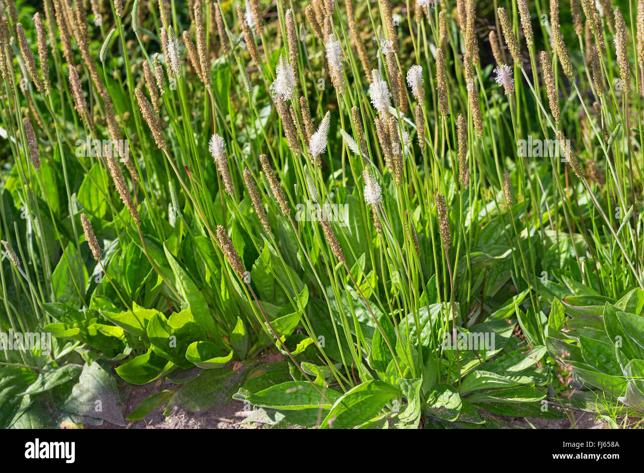 hoary plantain (Plantago media), blooming, Germany Stock Photo