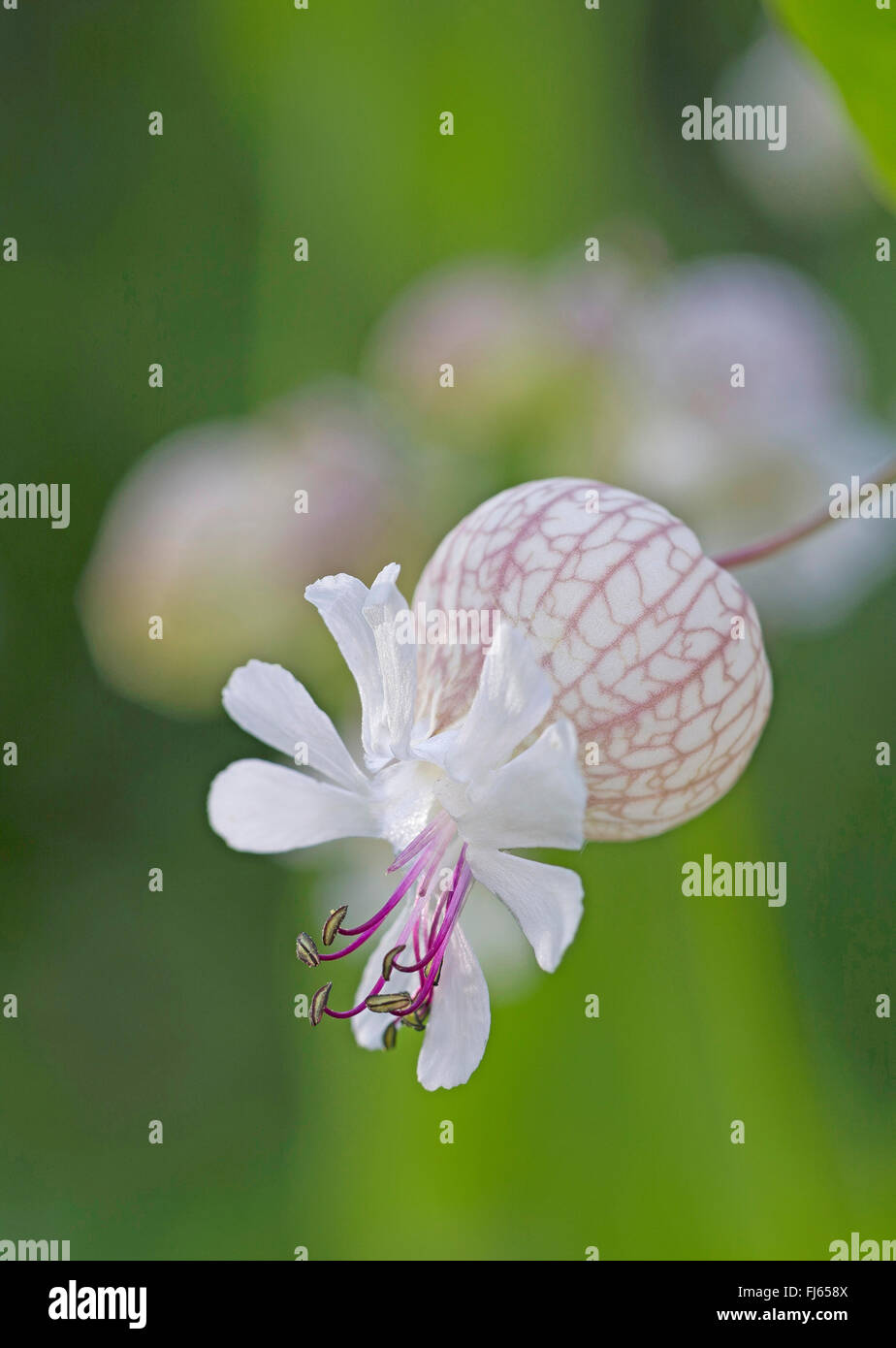 bladder campion, maiden's tears (Silene vulgaris), flower, Germany Stock Photo