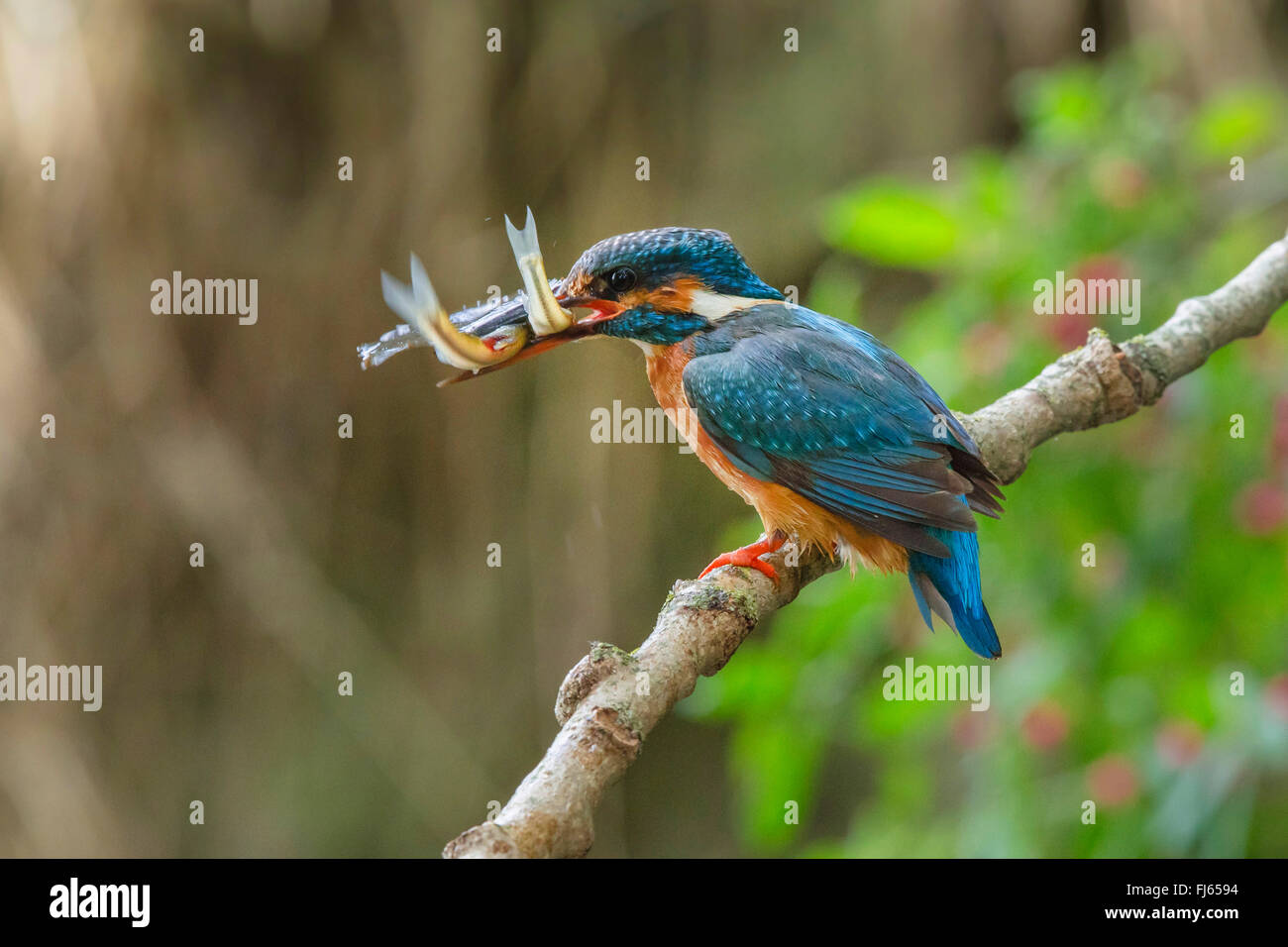 river kingfisher (Alcedo atthis), female with two simultaneously caught fishes in the bill, Germany, Bavaria Stock Photo