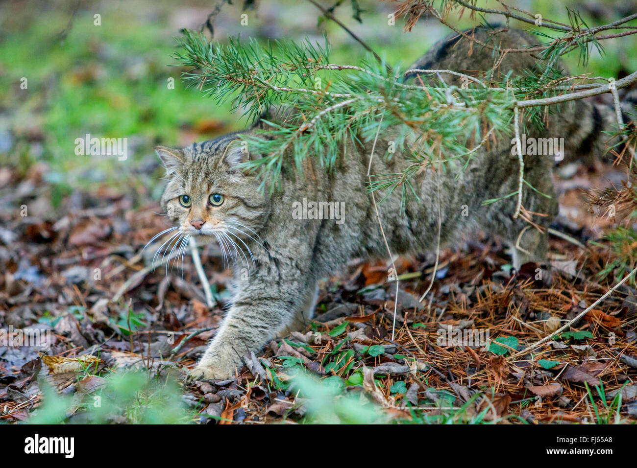 European wildcat, forest wildcat (Felis silvestris silvestris), sneaking up prey Stock Photo