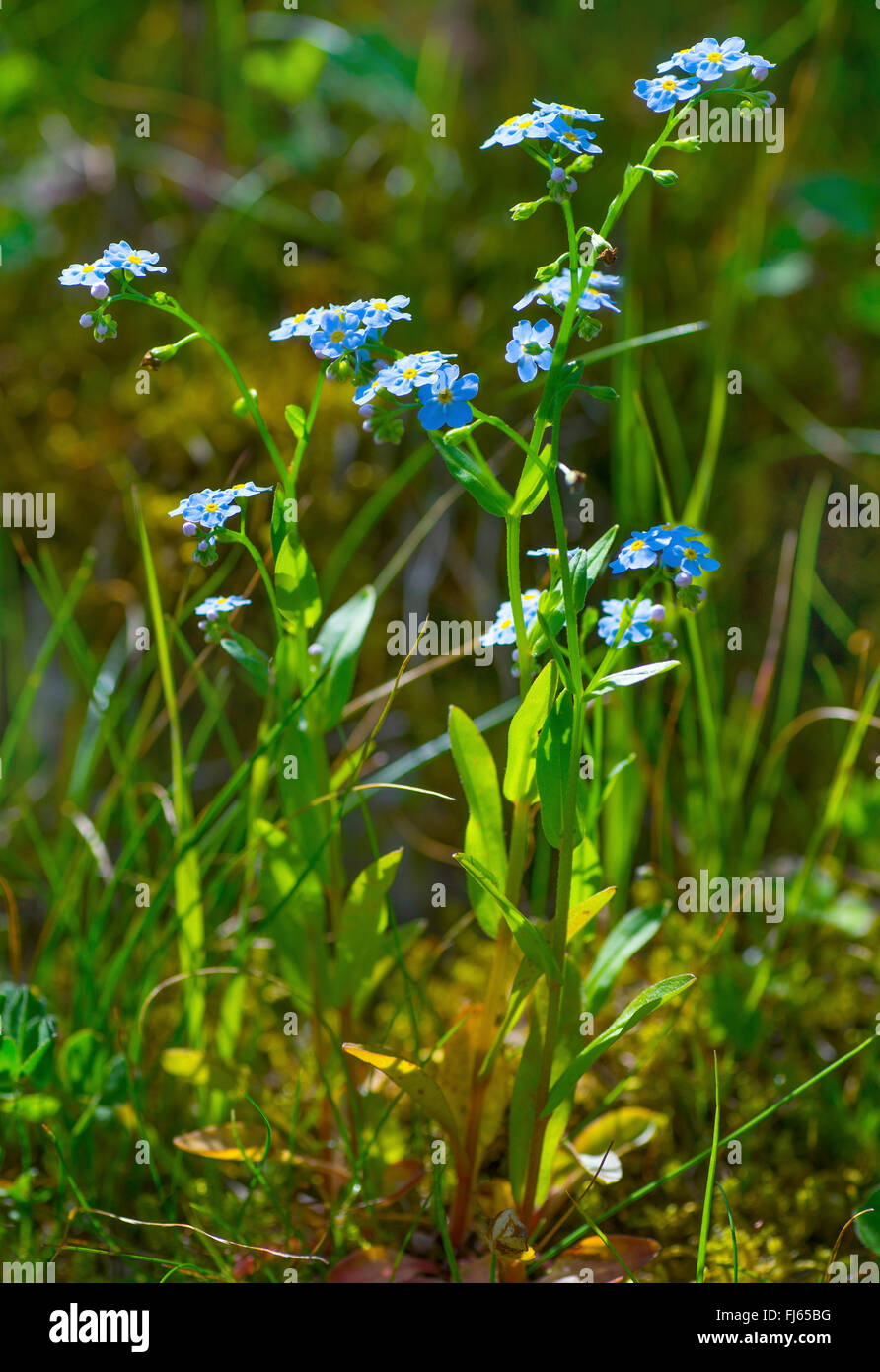 forget-me-not (Myosotis spec.), blooming, Austria, Tyrol, Tannheimer Berge Stock Photo