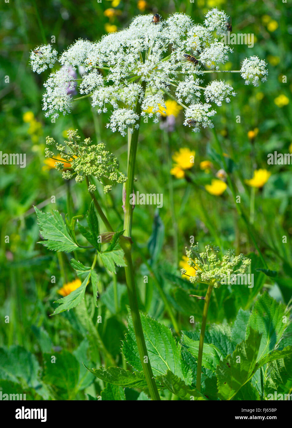 Masterwort, Master-wort (Peucedanum ostruthium, Imperatoria ostruthium), blooming, Austria, Tyrol, Tannheimer Berge Stock Photo