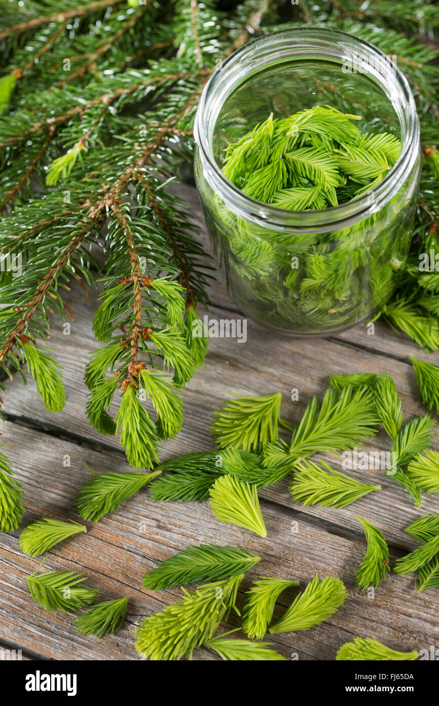 Norway spruce (Picea abies), jung sproots in a preserving jar, Germany Stock Photo